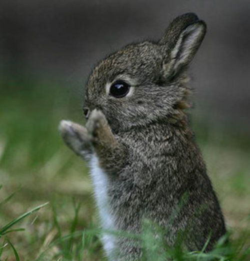請請兔.jpg